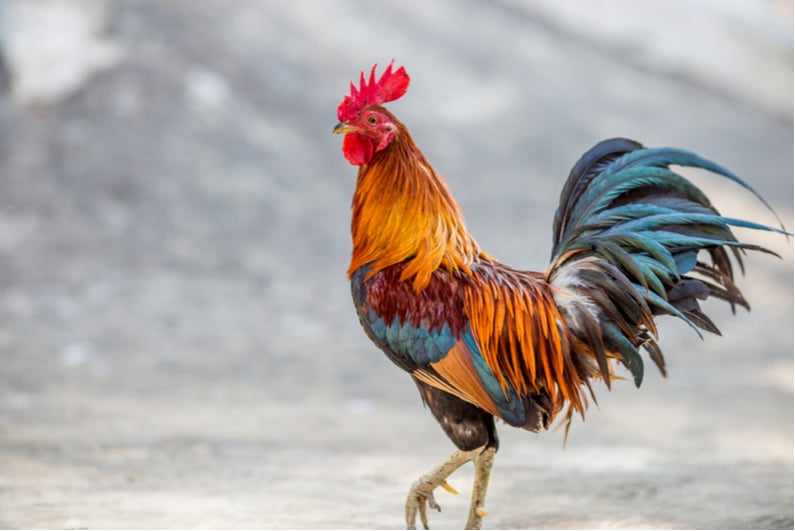 Closeup of large rooster